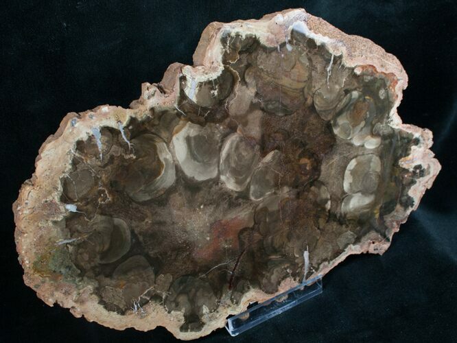 Rare Rhexoxylon Petrified Wood From Zimbabwe - #7637